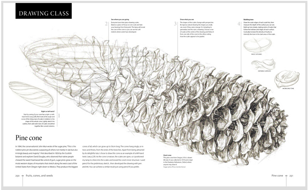 Botany for the Artist Jackson's Art Blog