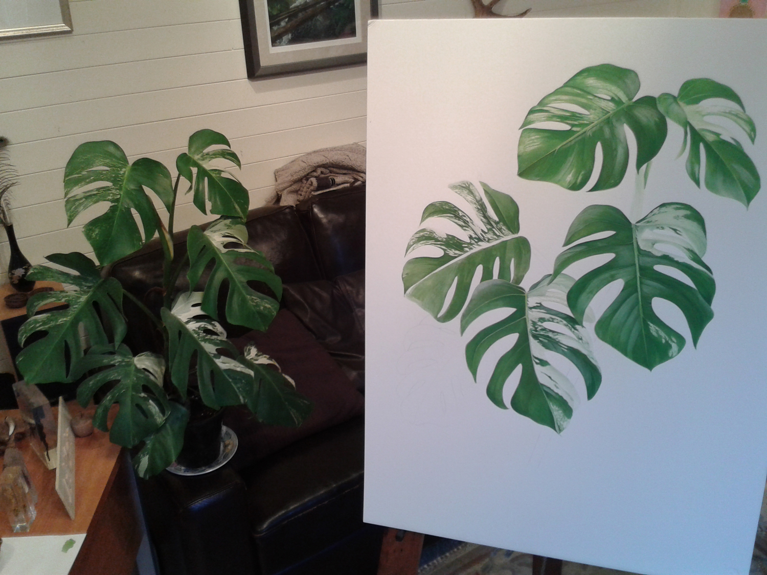 Variegated Cheese Plant next to Simon Williams' botanical painting