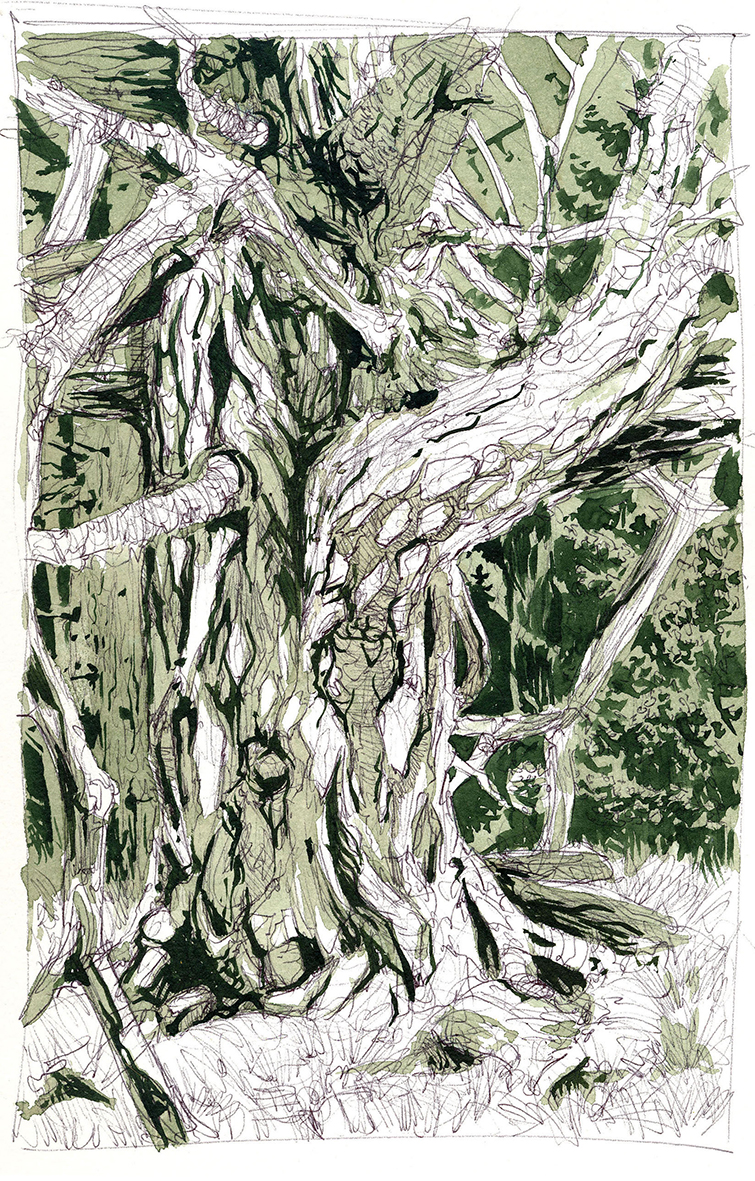 'Tree' by Thomas Ganter (watercolour on paper)