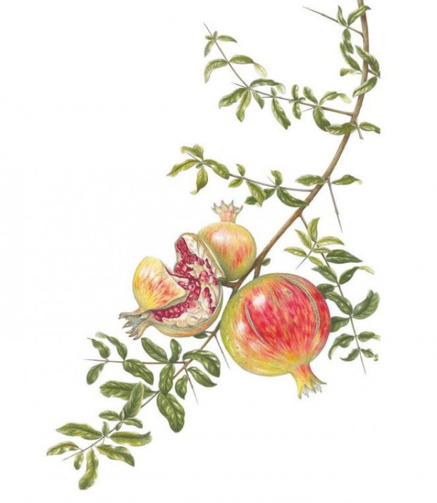 Ann-Swan-Pomegrante