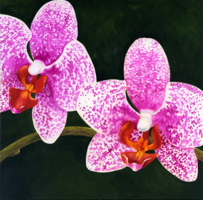 Leah Davies:'Orchid 3', gouache