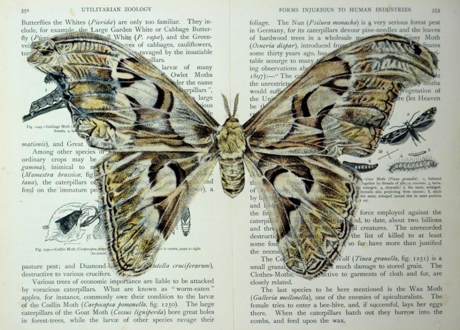 Natalie McIntyre's Meticulous Beautiful Insect Drawings Jackson's Art
