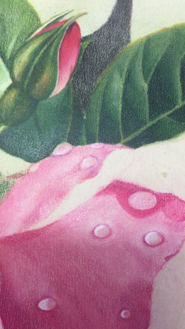 'Brush and Pencil' Products for Coloured Pencil Painting