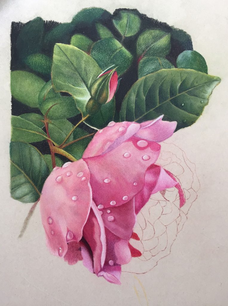 'Brush and Pencil' Products for Coloured Pencil Painting