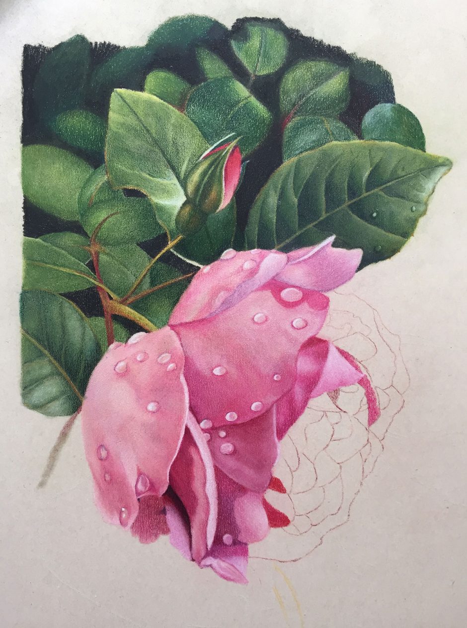 'Brush and Pencil' Products for Coloured Pencil Painting