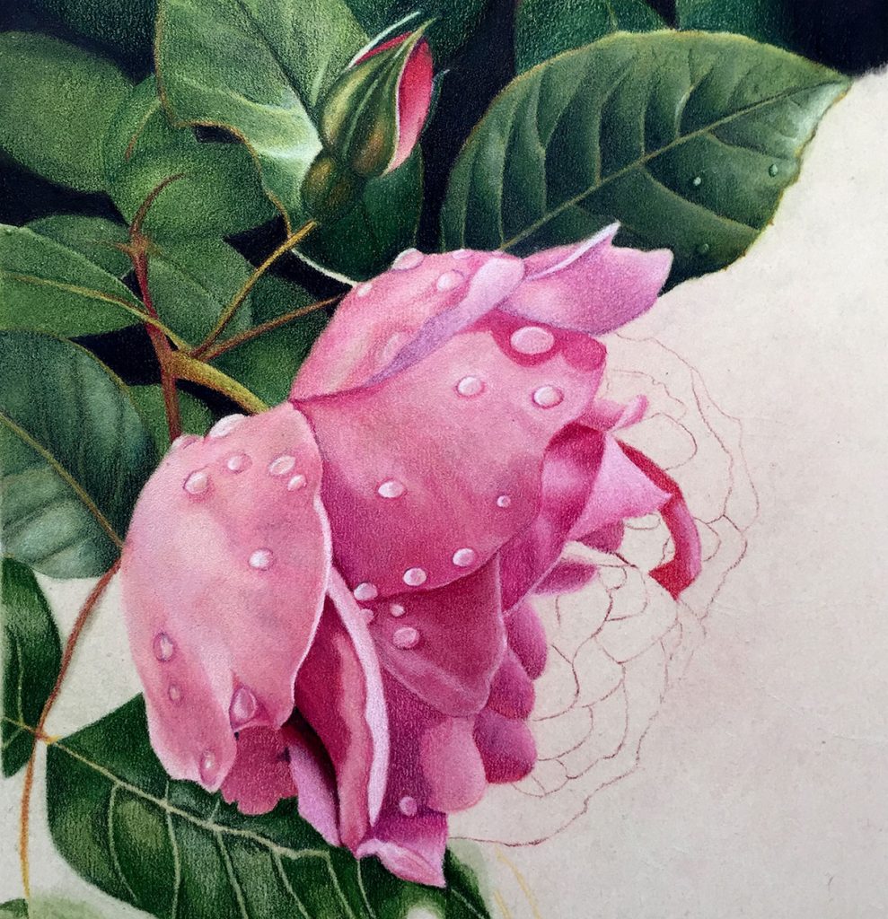 'Brush and Pencil' Products for Coloured Pencil Painting