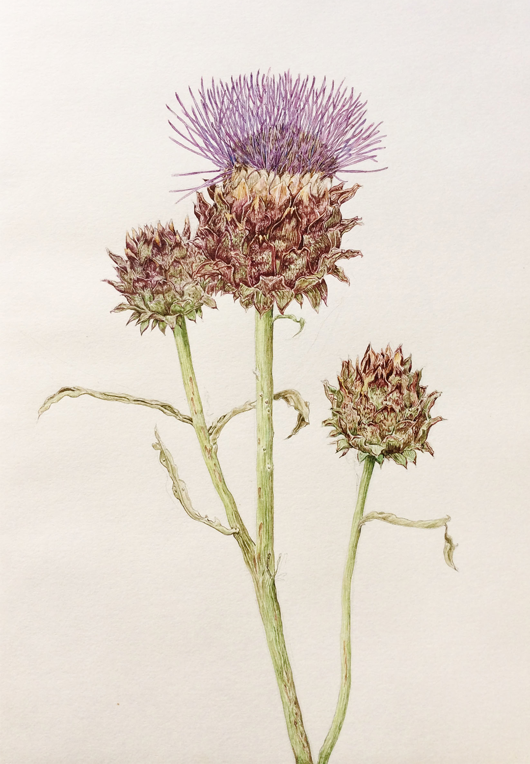 Review of 'The Kew Book of Botanical Illustration' by Christabel King