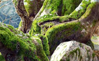 Dartmoor Magic Bev Lewis Prismacolour on Fabrianno Artistico HP paper, W 34cm x H 34cm, 2017