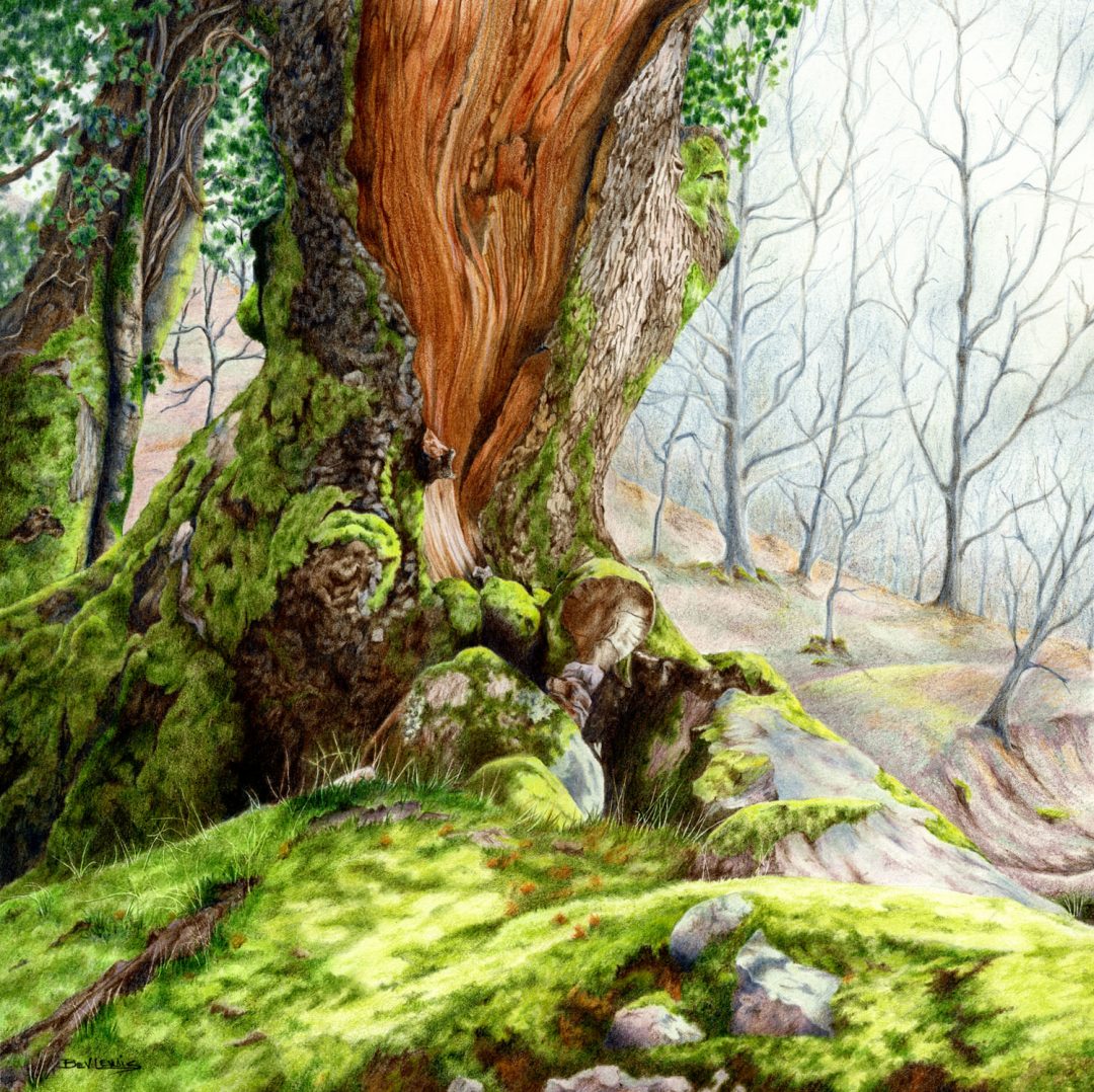 Old Man of Dartmoor Bev Lewis Prismacolour on Fabrianno Artistico HP paper, W 35cm x H 35cm, 2016