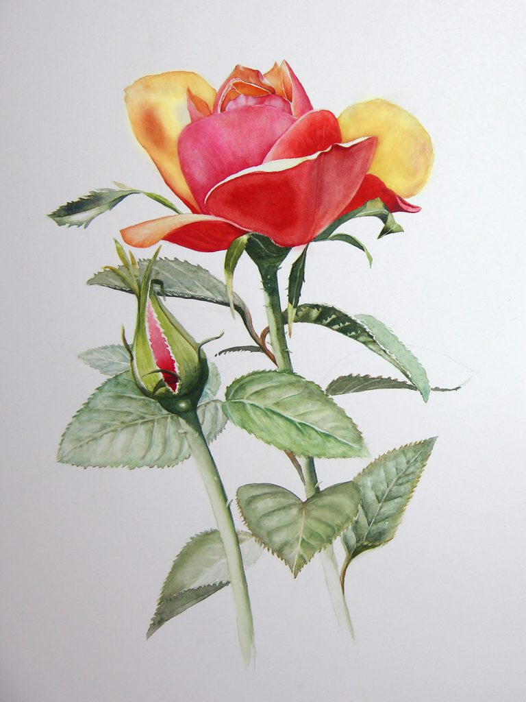 Watercolour Botanical Painting with Susanne Absolon - Jackson's Art Blog