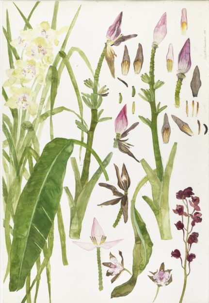 Elizabeth Blackadder RSA, Orchids and Bananas (1989), watercolour, 69 x 102 cm