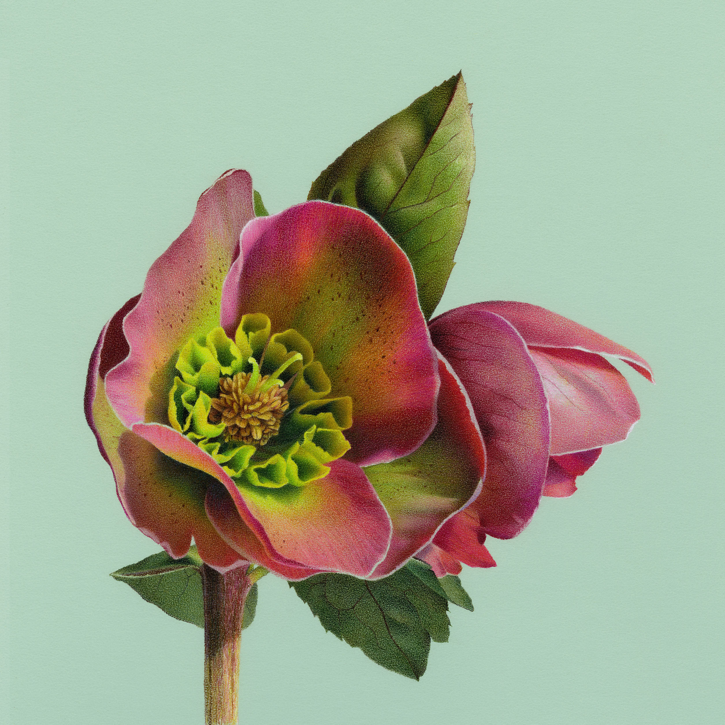 Hellebore. Megan Seiter. Jackson’s Painting Prize.