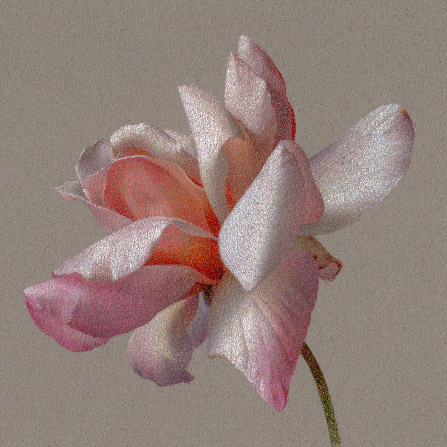 Rose. Megan Seiter. Jackson’s Painting Prize.