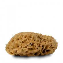 Handover : Natural Honeycomb Sea Sponge : Medium Approx. 4.5 - 5