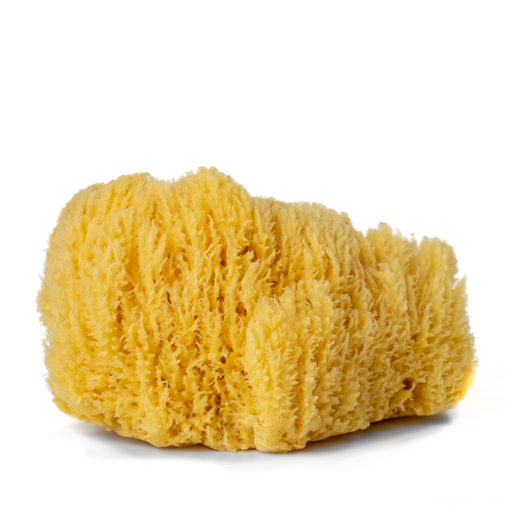 Hermit Crab Natural Sea Sponges -3 Pack, Extra Large - constantiapets