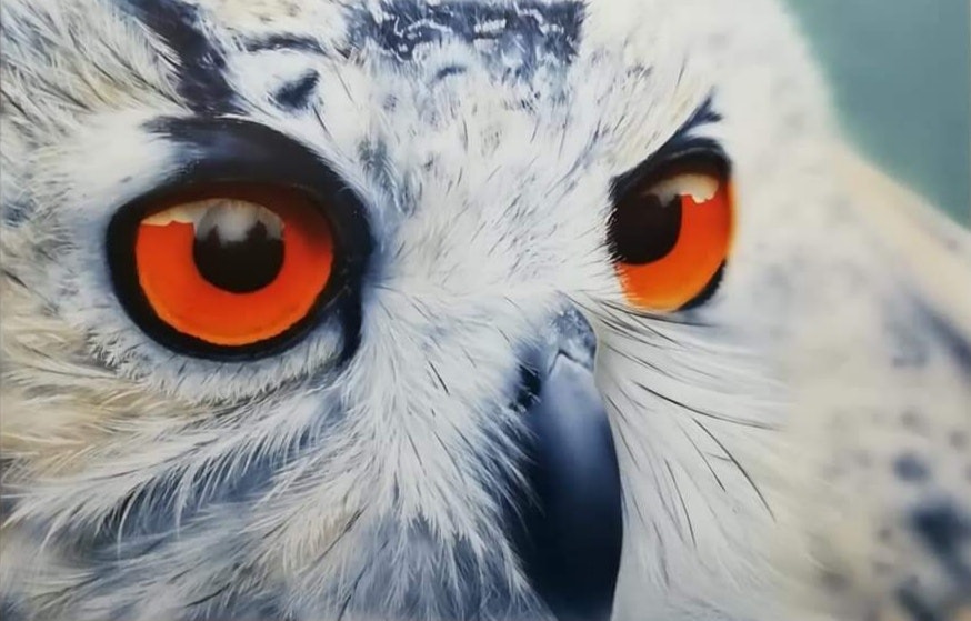 'The wise old owl', Donna lowson, Waterbased h2o airbrush paint on lana vanguard paper, 22 x 29 cm