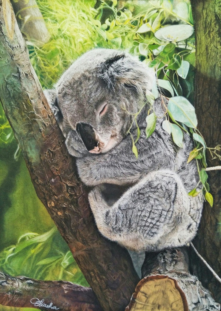 'Sleeping Koala', Eliasha Tan, Pastel, 40 x 30 cm