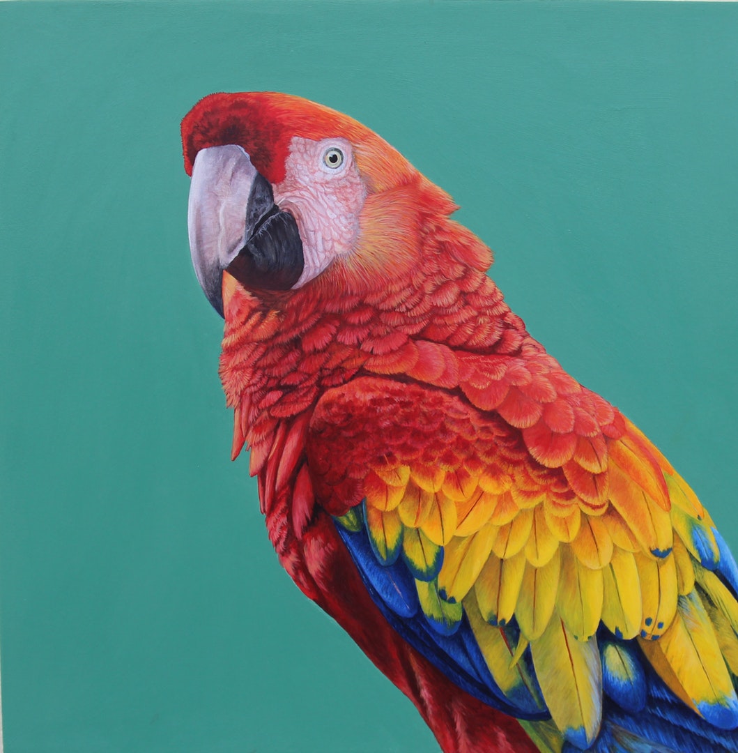 'Macaw', Julie Burdon-stone, Acrylic on wooden panel, 30 x 30 cm