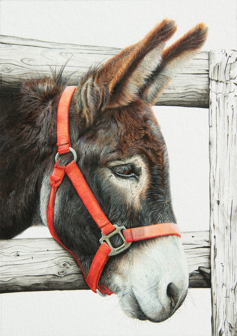 'little donkey', Sharon Marie Clarke-Marris, Acrylic, pen and ink on paper, 29.7 x 21 cm