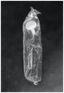 'Cellophane package with a mushroom (Wizard of Oz)', Ilana Dotan, Pencil and charcoal drawing on paper, 65 x 95 cm