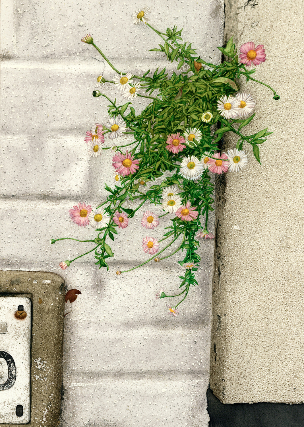 'Daisy O', Aidan Potts, Watercolour, 51 x 36 cm