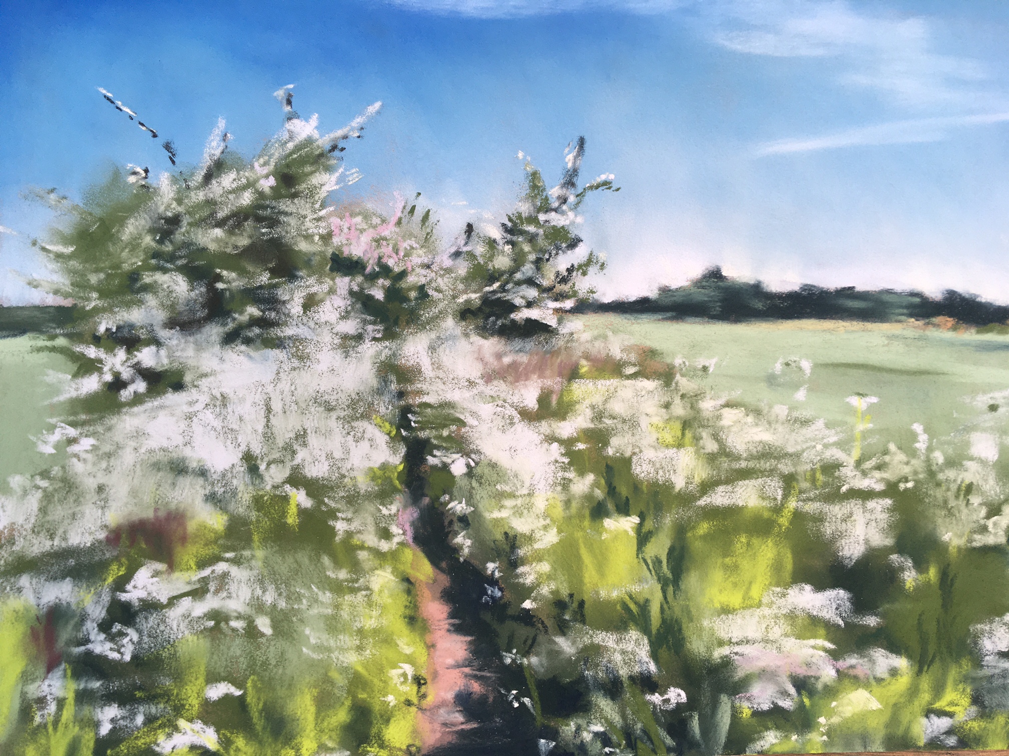 'Cowparsley Path', Claire Gurnett, Soft pastel, 30 x 20 cm