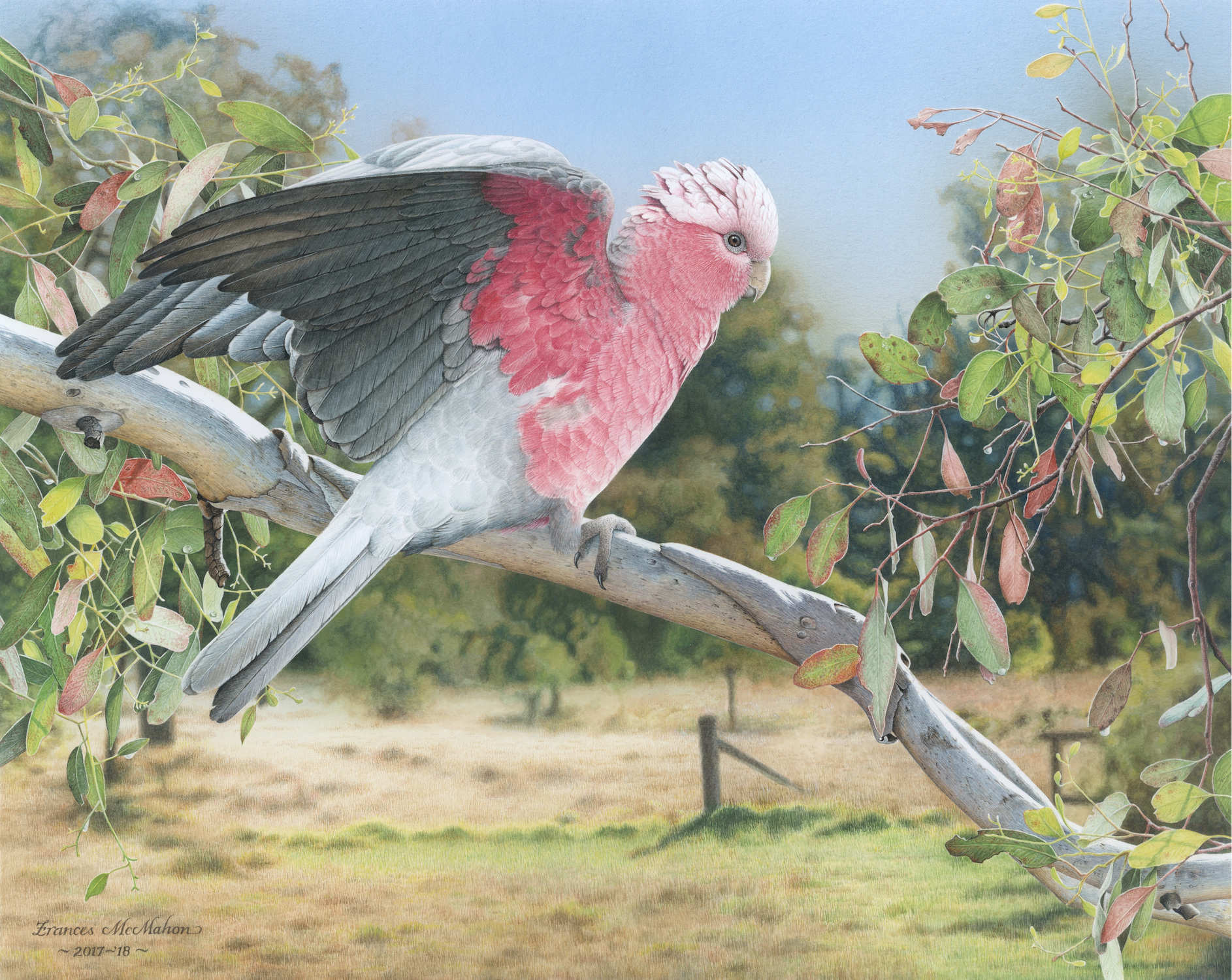 'My Country (Galah)', Frances McMahon, Watercolour and airbrush on 2000gsm rising museum board, 35 x 43.7 cm
