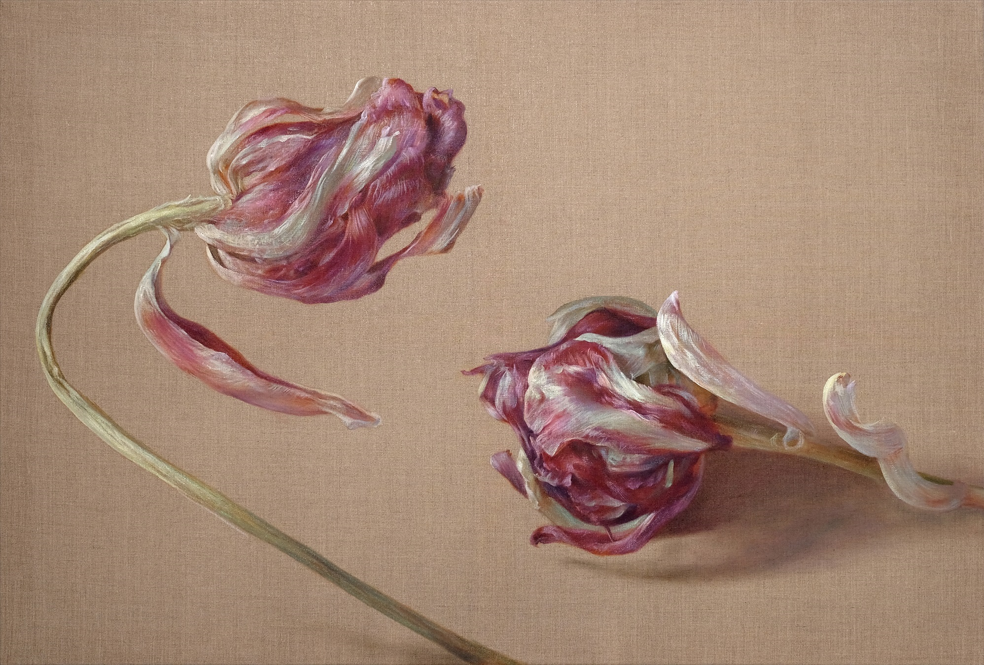 'Embrace (Tulip)', Marieluise Bantel, Oil on canvas, 80 x 120 cm