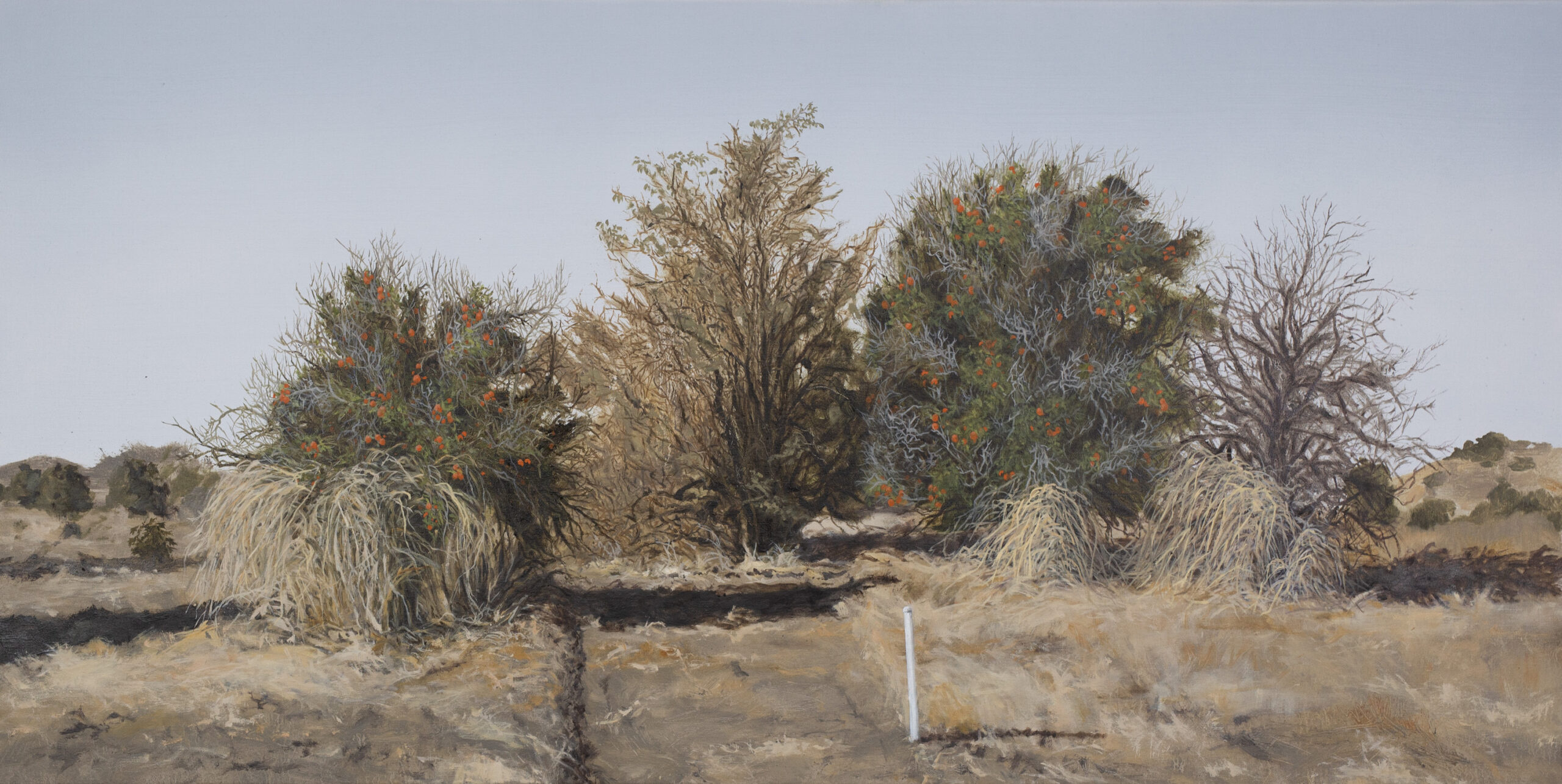 'Abandon Orange Grove #3', Robert Redding, Oil on canvas, 61 x 122 cm