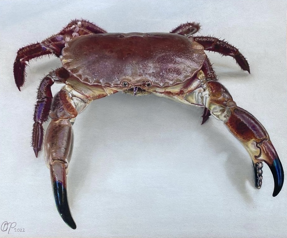 'Brixham Crab', Charlotte Partridge, Pastel on Paper, 26 x 32 cm