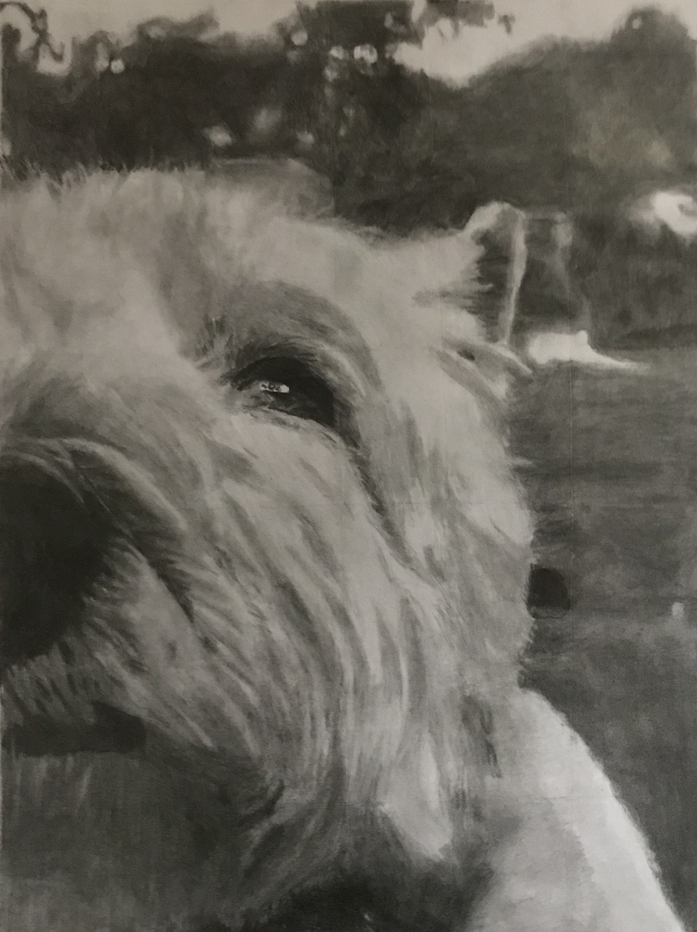 'Frosty', James Masterson, Pencil on Paper, 30 x 21 cm